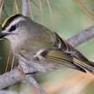 Golden-crowned Kinglet